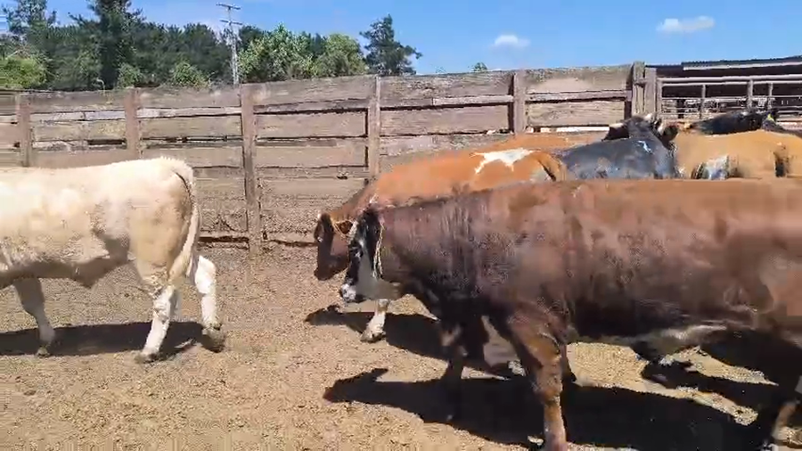 Lote 20 Novillo Gordo en Los Ángeles, VIII Región Biobío