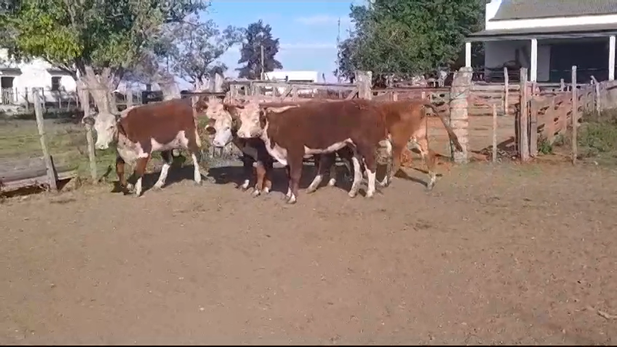 Lote 5 Vaquillonas 1 a 2 años HEREFORD a remate en Remate Presencial en OMBUES DE LAVALLE