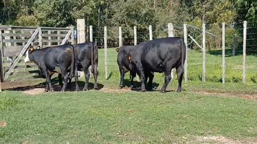 Lote vaquillonas gordas