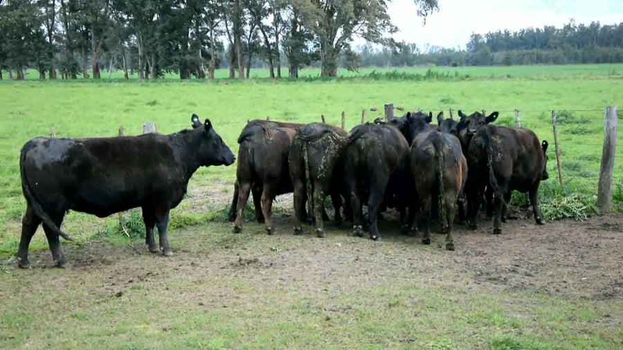 Lote Vaquillonas Mas al parir