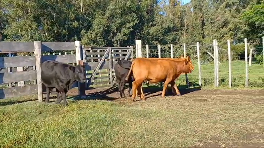Lote 4 Vaquillonas/Vacas Gordas a remate en #44 Pantalla Carmelo 430kg -  en PLAYA FOMENTO