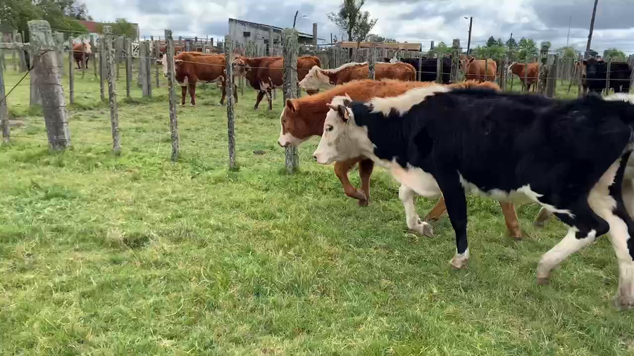 Lote 5 Vaquillonas 1 a 2 años en Tupambaé, Cerro Largo