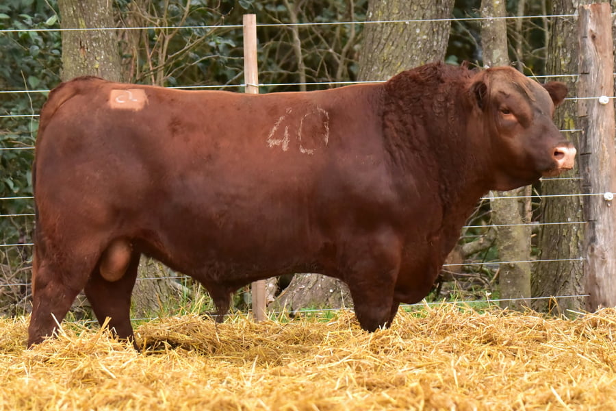Lote TOROS ANGUS PC