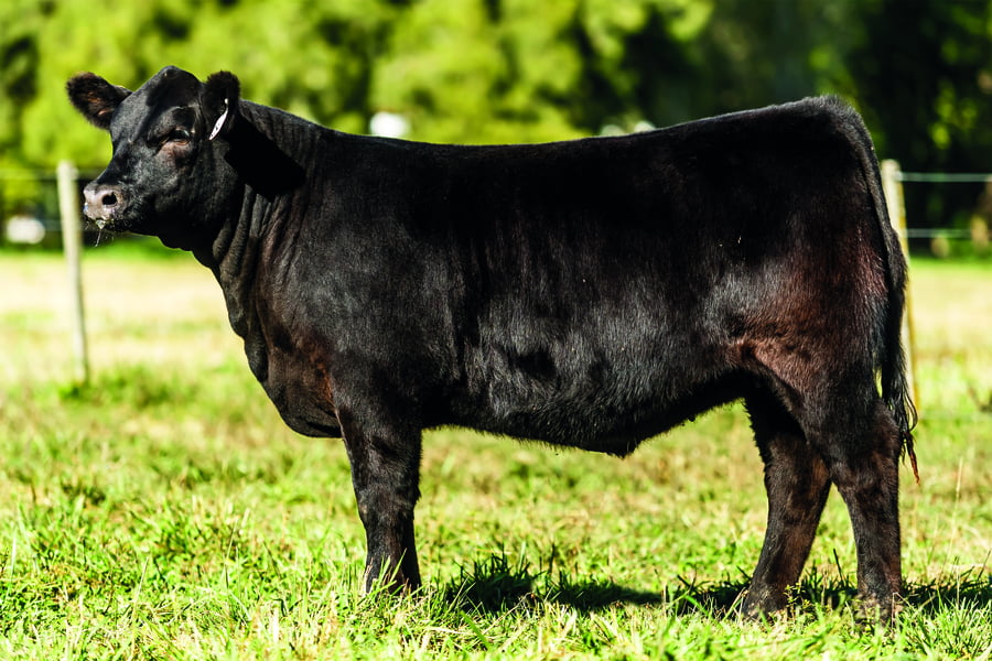 Lote TERNERAS PURAS DE PEDIGREE