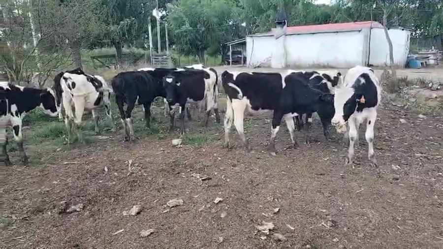 Lote 14 Terneros a remate en Pantalla Camy, San José