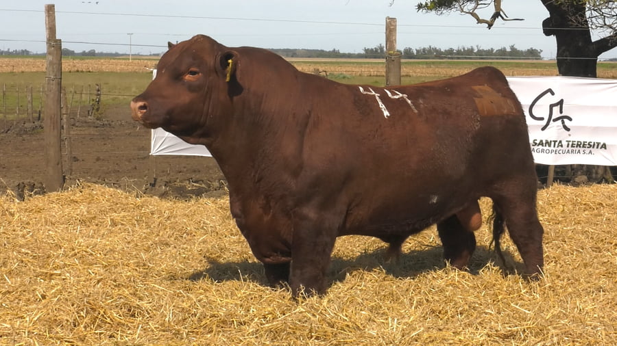 Lote Toros PC Colorado