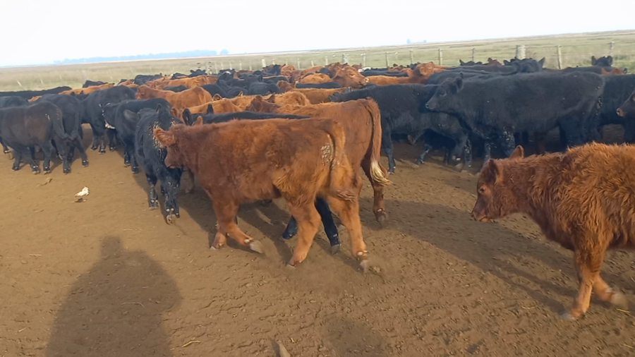 Lote 70 Terneros en Laprida