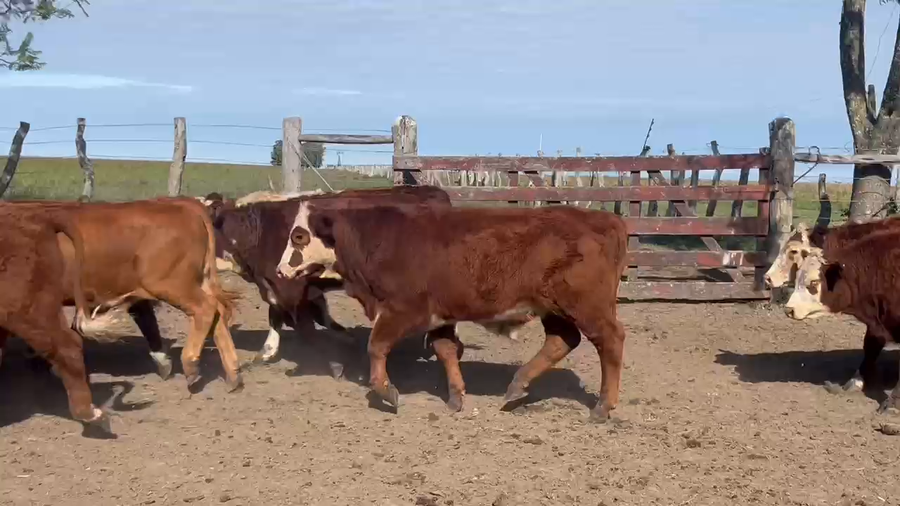 Lote 70 Terneros