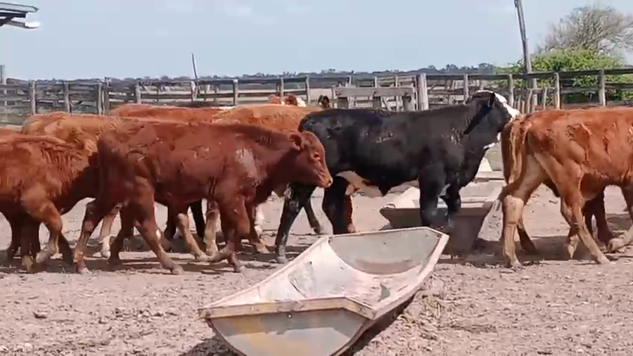 Lote 90 Terneros en Corrientes, San Luis del Palmar