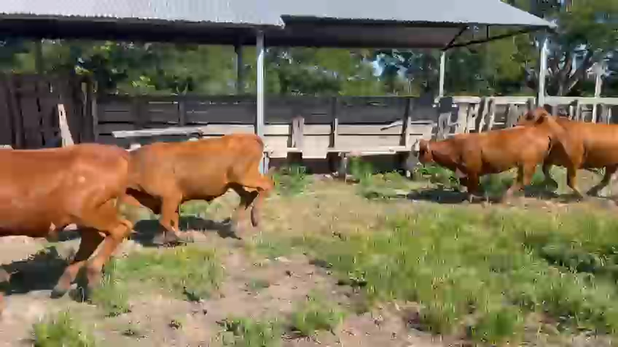 Lote 94 Novillitos