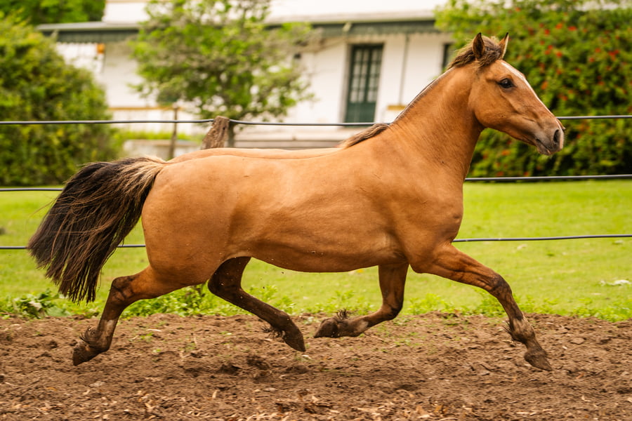 Lote CHARQUE INESPERADA