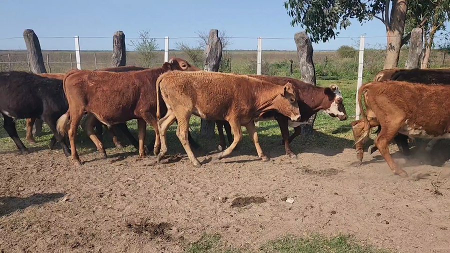 Lote 90 Novillitos en San Luis del Palmar, Corrientes