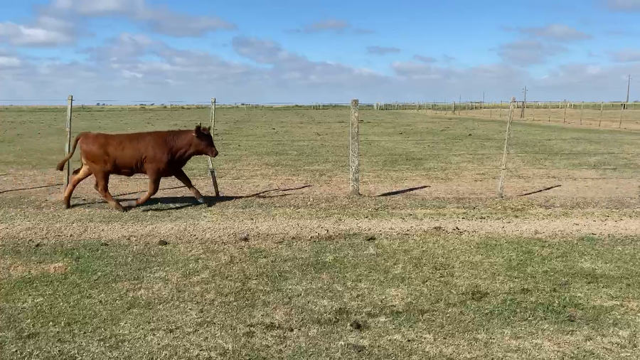 Lote 230 Terneras en Treinta y Tres