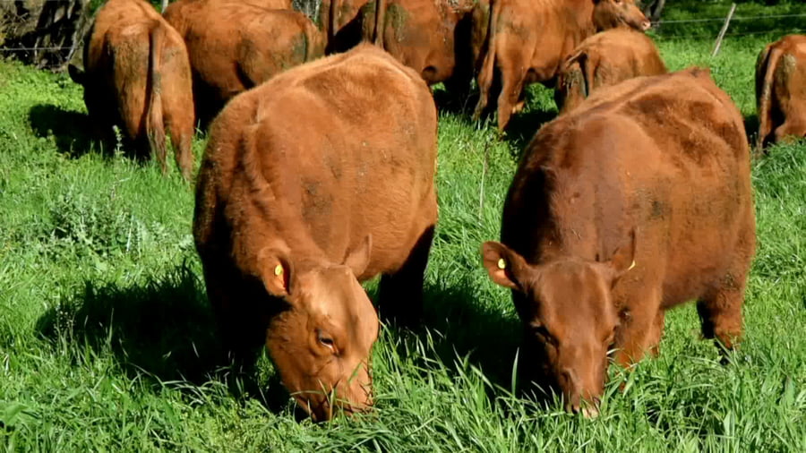 Lote Vaquillonas Mas paricion otoño