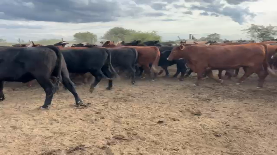 Lote 120 Novillos Cruzas británicas en Calchaquí, Santa Fe