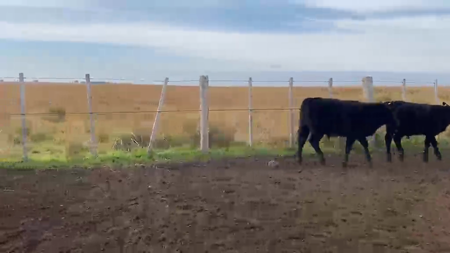 Lote TERNEROS ANGUS Y SUS CRUZAS