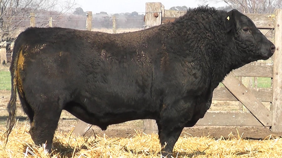 Lote TOROS PUROS POR CRUZA