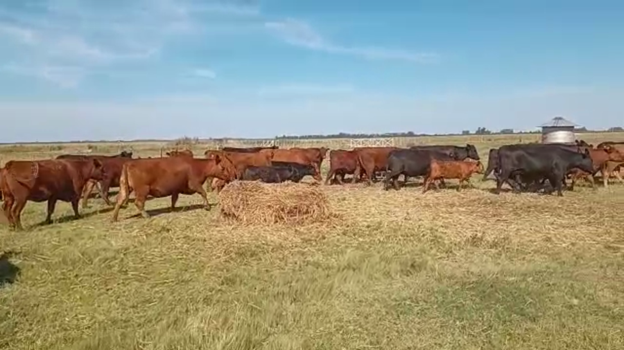 Lote 18 Vacas nuevas C/ gtia de preñez en Buenos Aires, Alberti