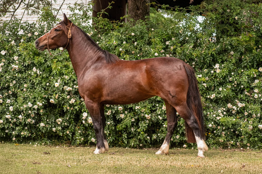 Lote PORÁ LENTEJA 2