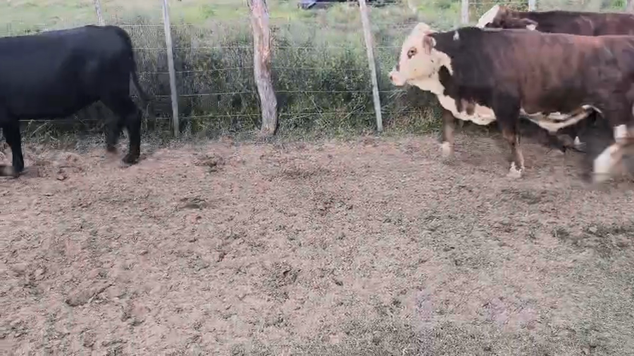 Lote 81 Terneros/as