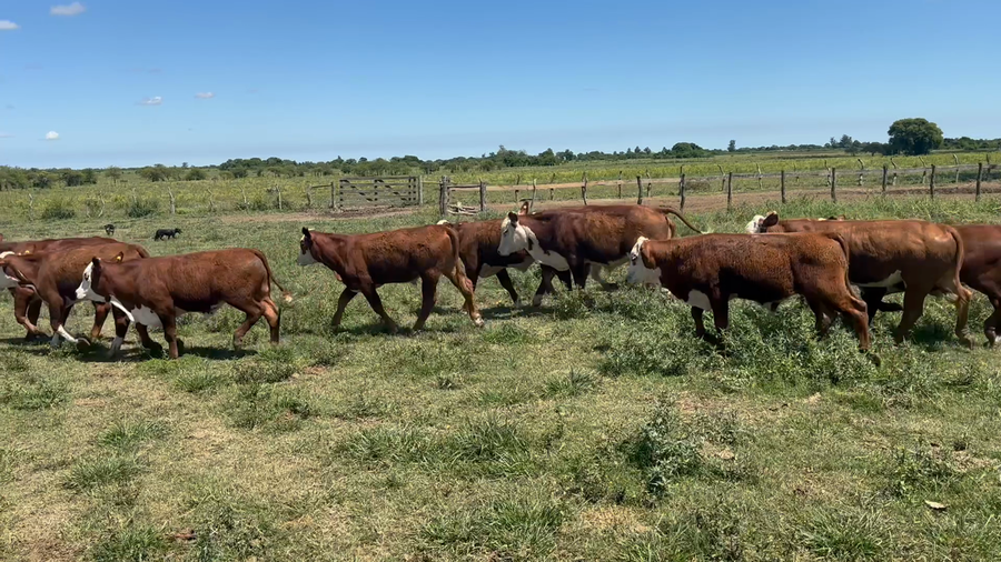 Lote 115 Terneros en Corrientes, San Roque
