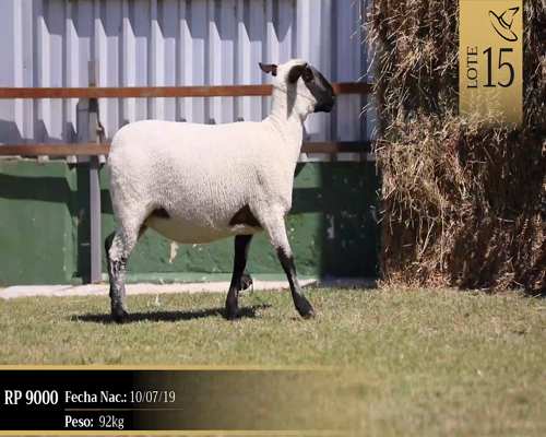 Lote Borregas a remate en Cabaña Las Brujas, San José
