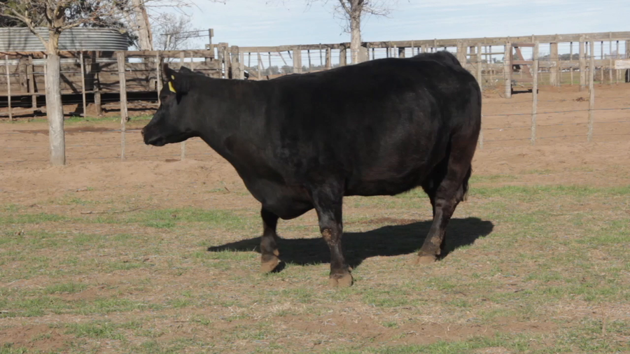 Lote VACAS PURAS DE PEDIGREE