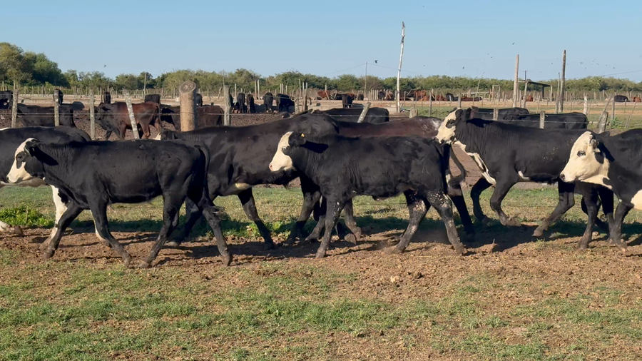 Lote 130 Terneros en Formosa, Clorinda