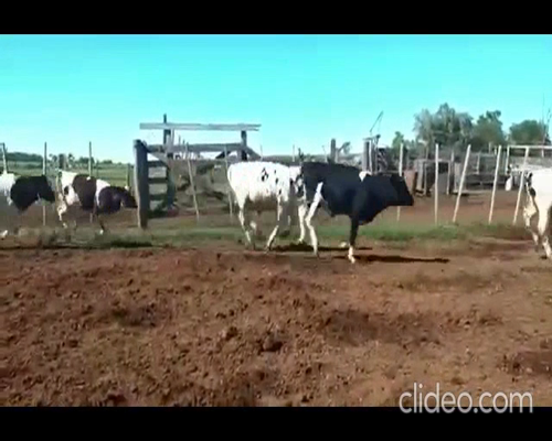 Lote 62 Terneros en Canals, Córdoba