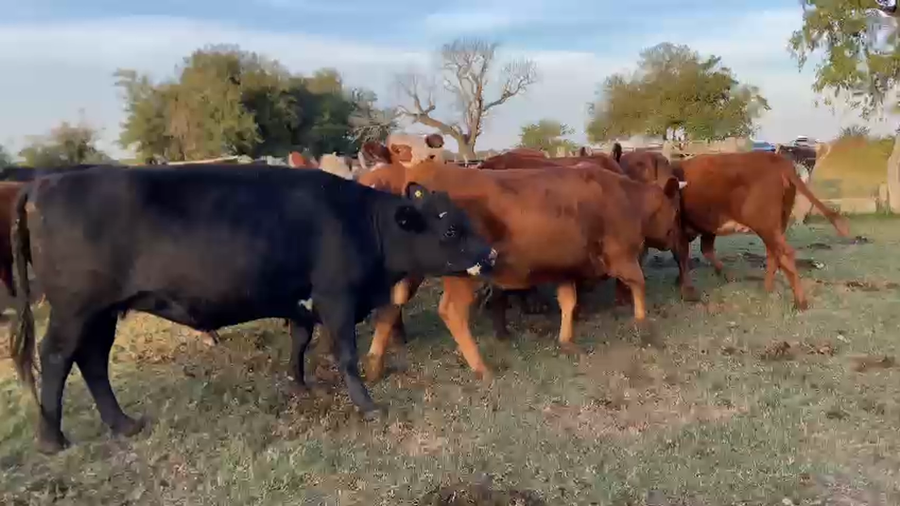 Lote 26 Vaquillonas C/ gtia de preñez