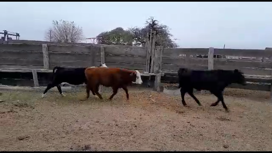 Lote 30 Terneros/as Cruzas en Gdor. Crespo, Santa Fe