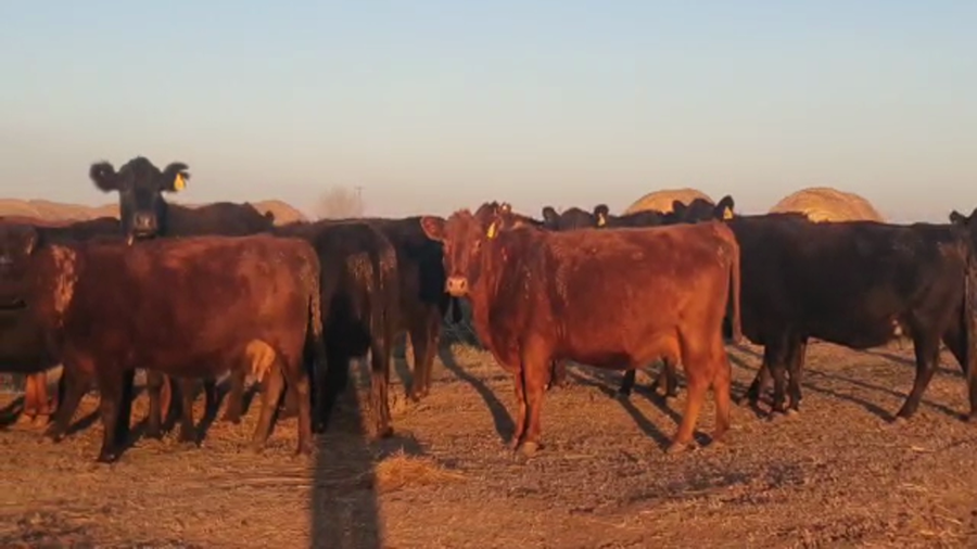 Lote 39 Vacas usadas preñadas en Ayacucho, Buenos Aires