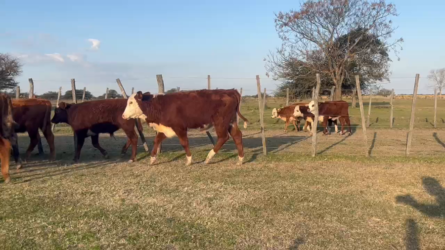 Lote 58 Terneros/as