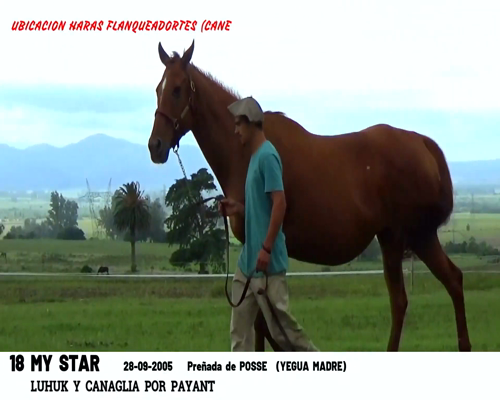 Lote MY STAR