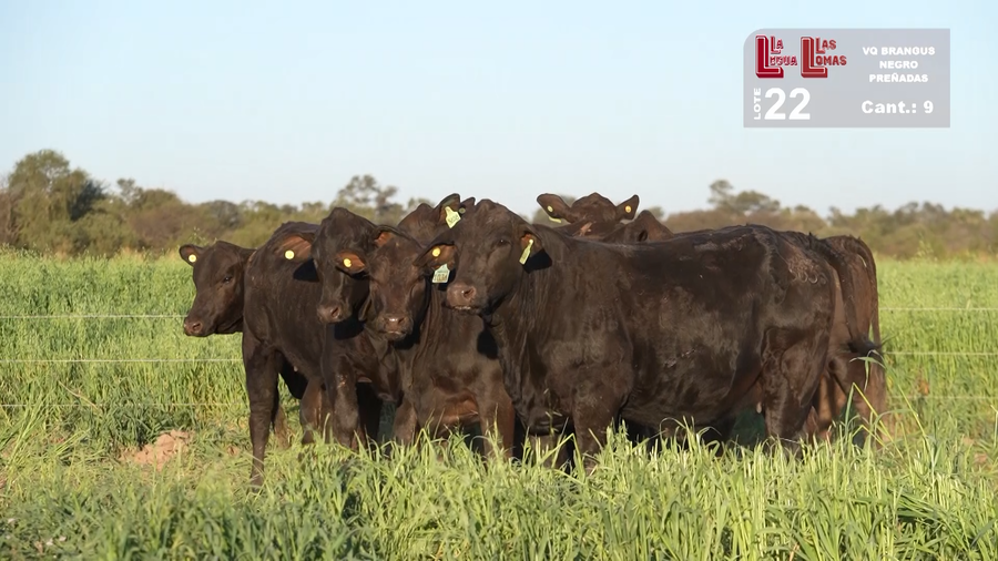 Lote VAQUILLONAS PREÑADAS BRANGUS NEGRAS
