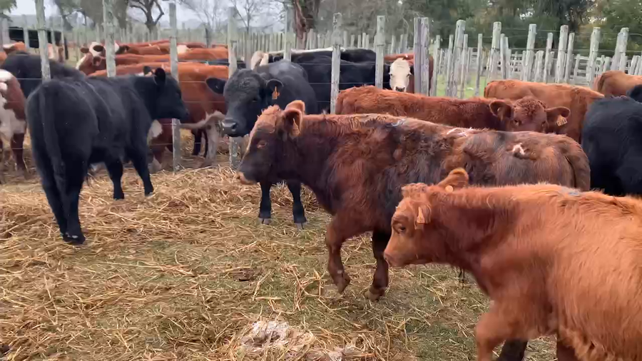 Lote 24 Terneros en Melo, Cerro Largo