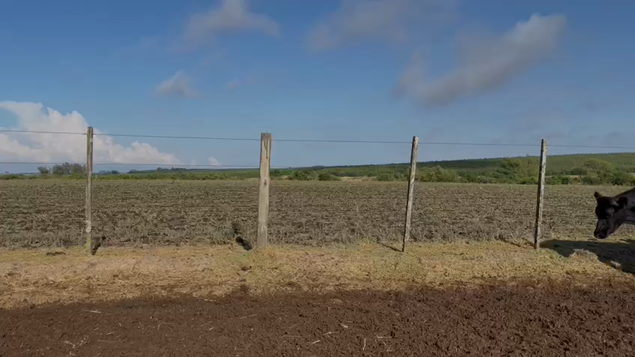 Lote NOVILLOS 1 a 2 AÑOS