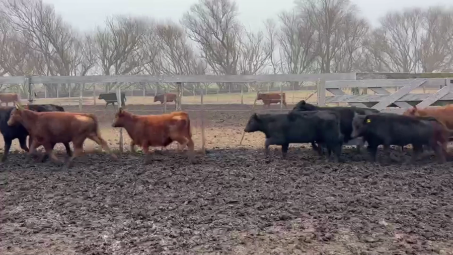 Lote 65 TERNS MACHOS, SAN ELOY, PCIA. DE BS. AS.