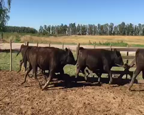 Lote 60 Novillitos en Brandsen, Buenos Aires