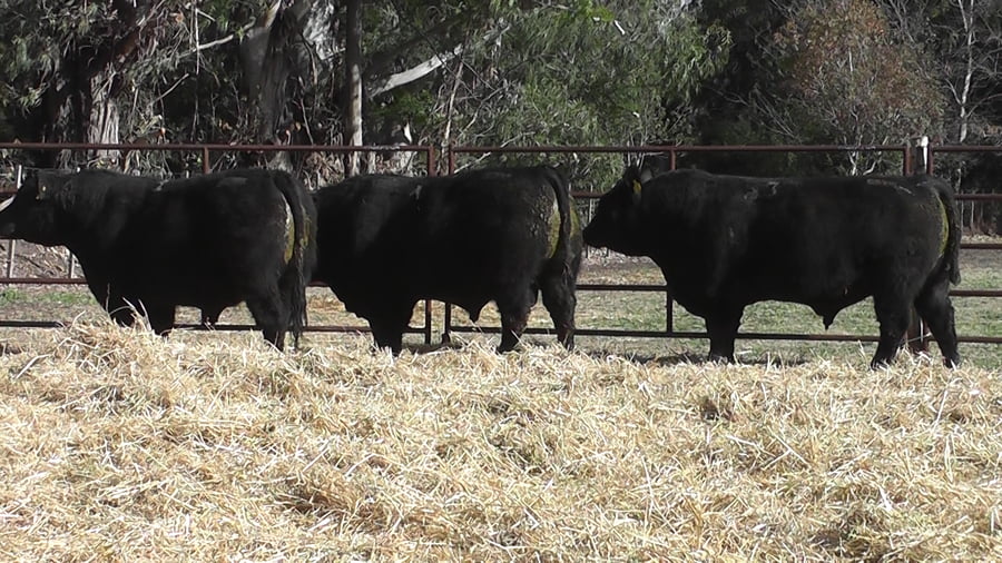 Lote TOROS PUROS DE PEDIGREE