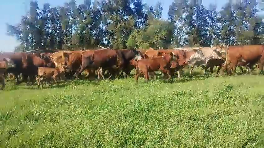 Lote 32 Vacas CUT con cría