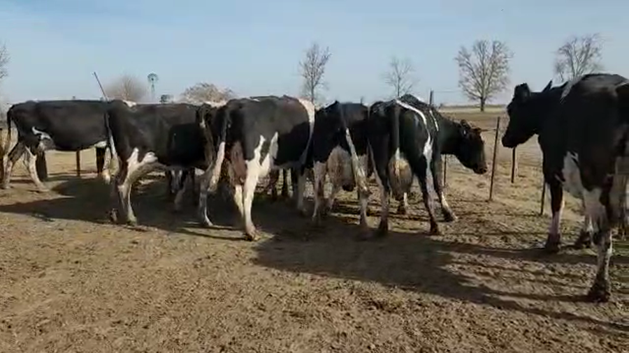 Lote Est. Don Osvaldo - Produccion