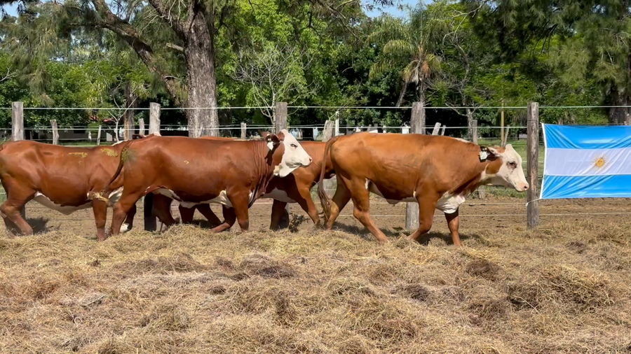 Lote 13 Vaquillonas C/ servicio en Corrientes, Monte Caseros