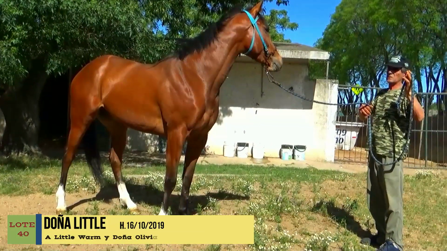 Lote DOÑA LITTLE