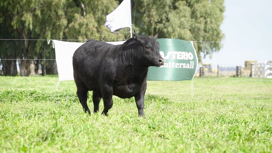 Lote Toros PP Negro