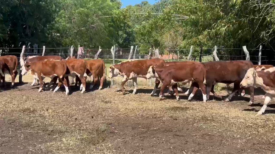 Lote 32 Terneros