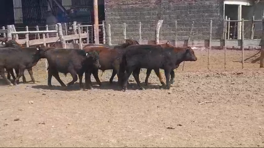 Lote (Vendido)12 Terneros BRANGUS/ ANGUS/ LIMANGUS a remate en #49 Pantalla Carmelo 200kg -  en COSTAS DE VACA