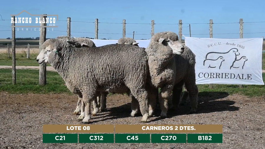 Lote CARNEROS 2 DTES.