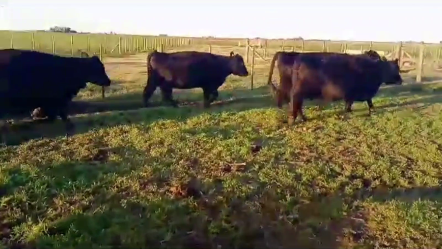 Lote 31 VACAS USADAS PREÑADAS, LANGUEYÚ, BS. AS.
