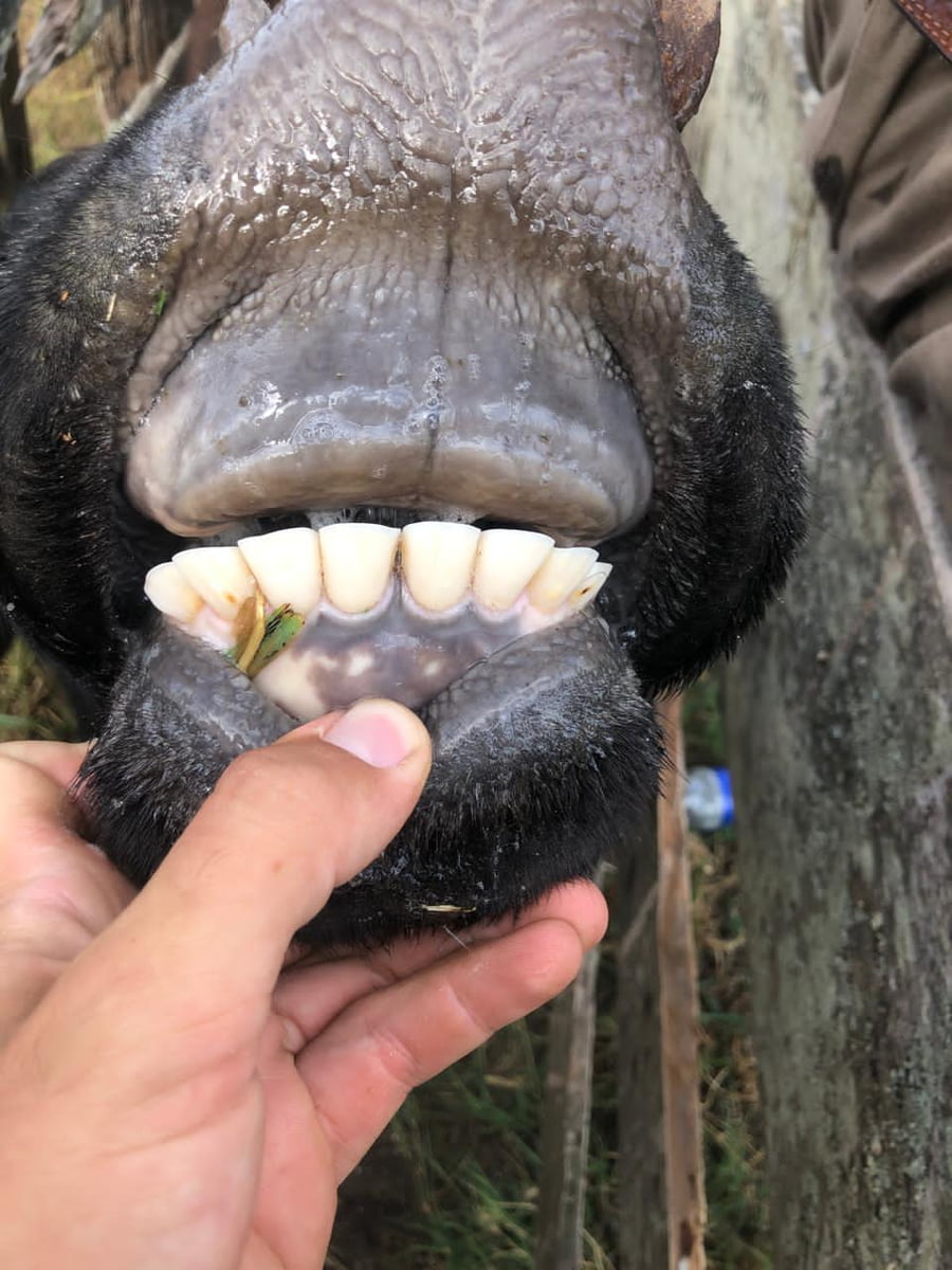 Lote 28 Vacas medio uso C/ gtia de preñez en Buenos Aires, Castelli